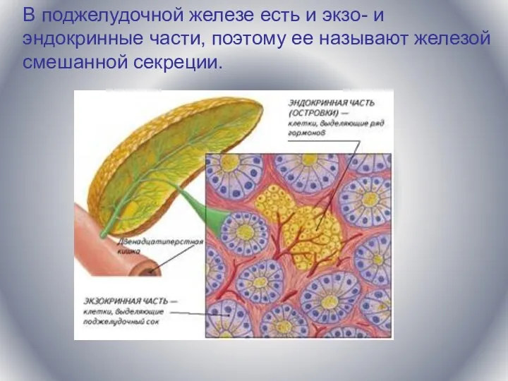 В поджелудочной железе есть и экзо- и эндокринные части, поэтому ее называют железой смешанной секреции.