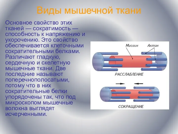 Виды мышечной ткани Основное свойство этих тканей — сократимость —