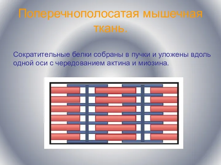 Поперечнополосатая мышечная ткань. Сократительные белки собраны в пучки и уложены