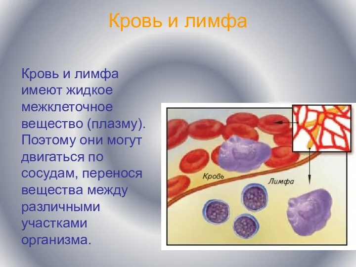 Кровь и лимфа Кровь и лимфа имеют жидкое межклеточное вещество
