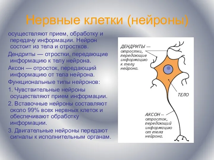 Нервные клетки (нейроны) осуществляют прием, обработку и передачу информации. Нейрон