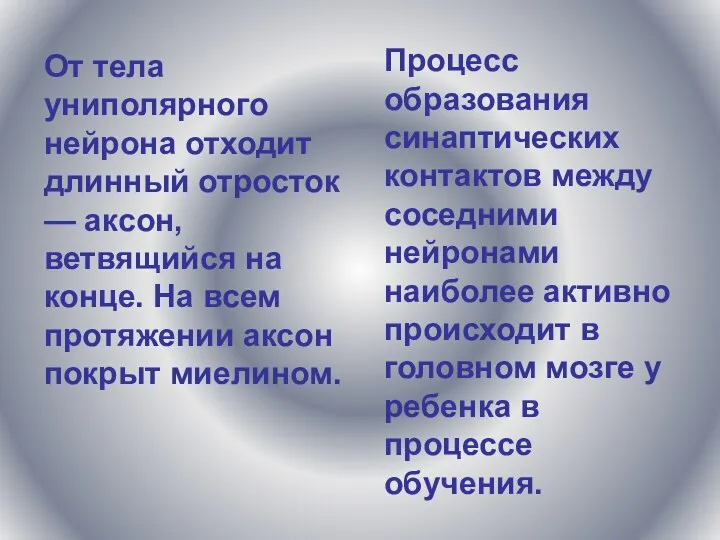 От тела униполярного нейрона отходит длинный отросток — аксон, ветвящийся