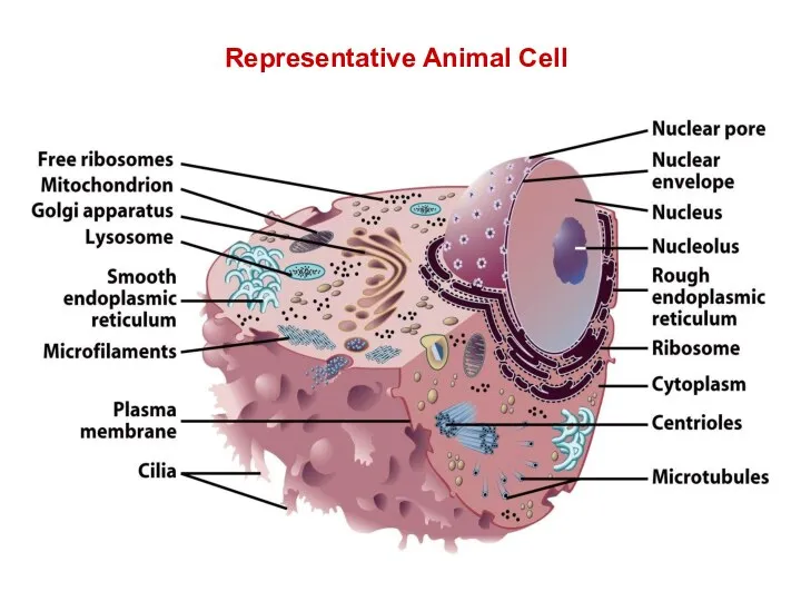 Representative Animal Cell