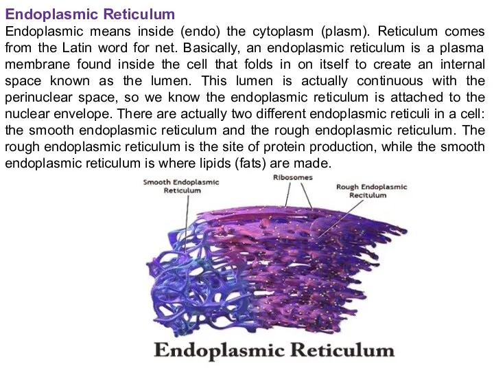 Endoplasmic Reticulum Endoplasmic means inside (endo) the cytoplasm (plasm). Reticulum