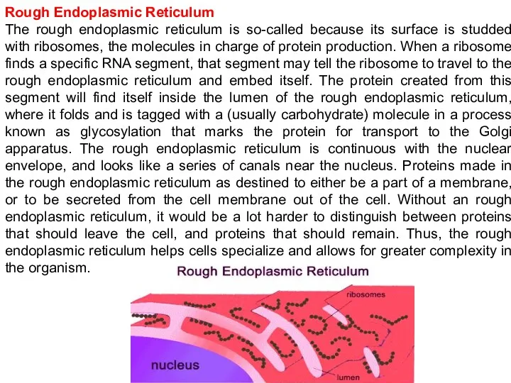 Rough Endoplasmic Reticulum The rough endoplasmic reticulum is so-called because