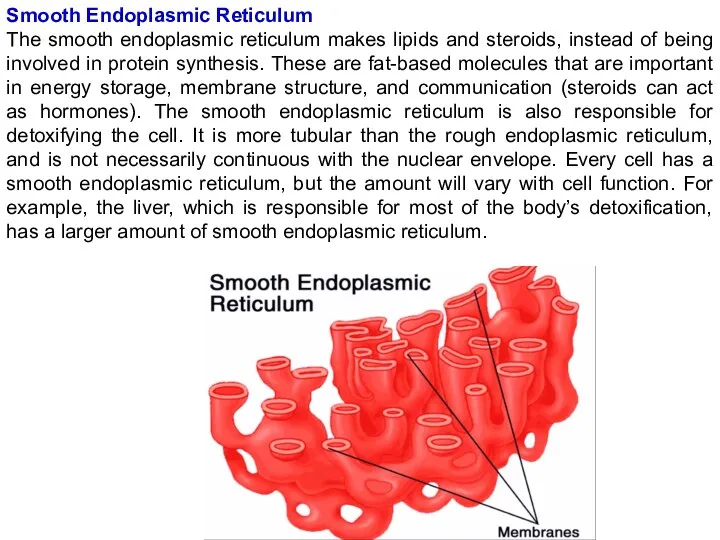 Smooth Endoplasmic Reticulum The smooth endoplasmic reticulum makes lipids and