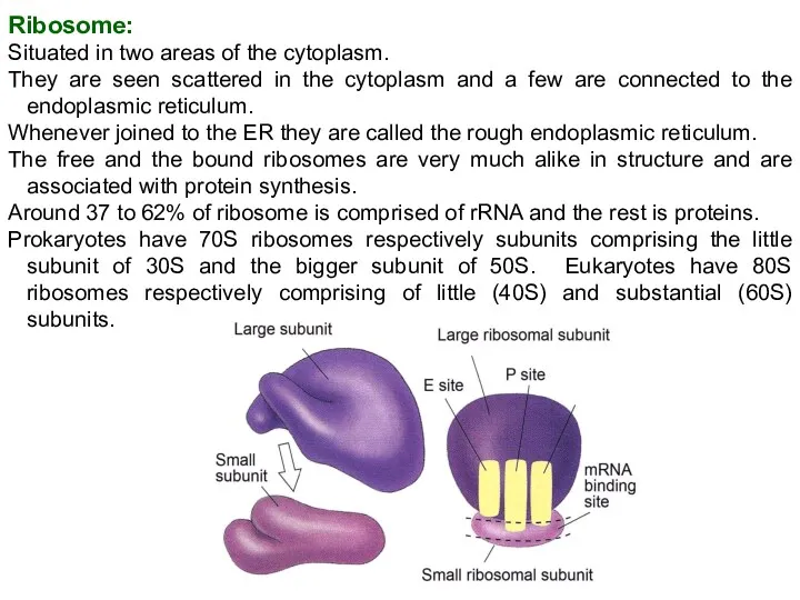 Ribosome: Situated in two areas of the cytoplasm. They are