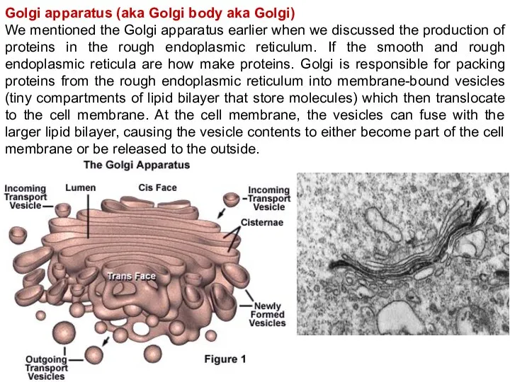 Golgi apparatus (aka Golgi body aka Golgi) We mentioned the