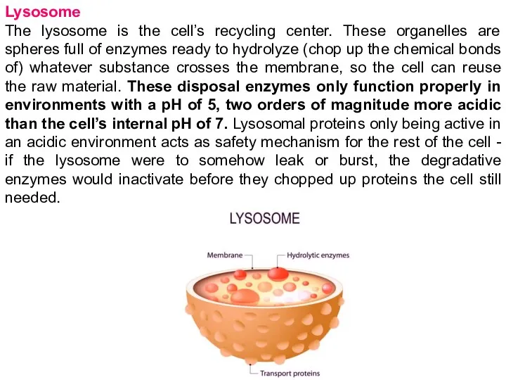 Lysosome The lysosome is the cell’s recycling center. These organelles