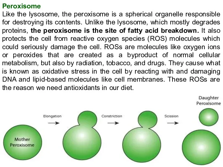 Peroxisome Like the lysosome, the peroxisome is a spherical organelle