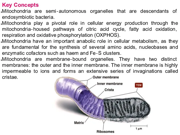 Key Concepts Mitochondria are semi‐autonomous organelles that are descendants of