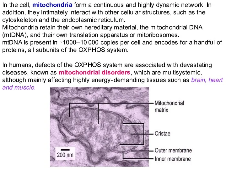 In the cell, mitochondria form a continuous and highly dynamic