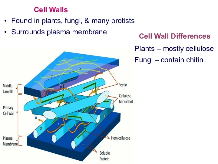 Cell Walls Found in plants, fungi, & many protists Surrounds