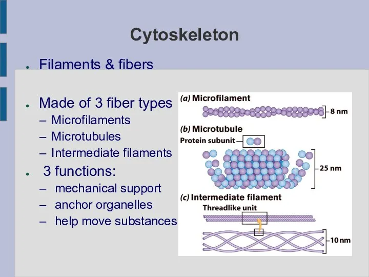 Cytoskeleton Filaments & fibers Made of 3 fiber types Microfilaments