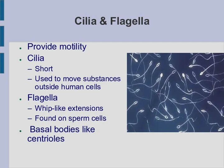 Cilia & Flagella Provide motility Cilia Short Used to move