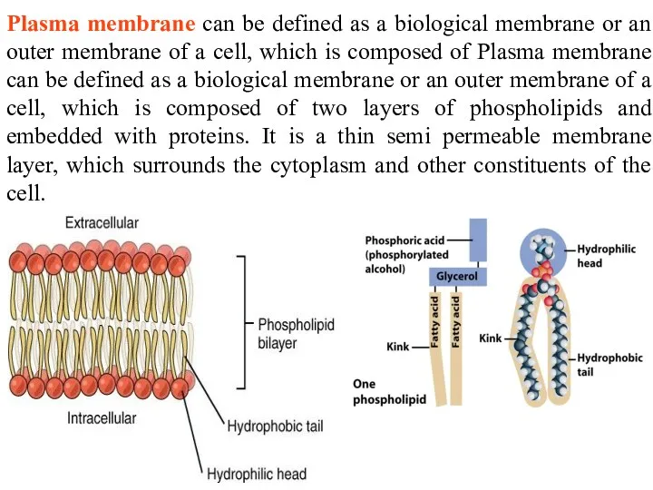 Plasma membrane can be defined as a biological membrane or