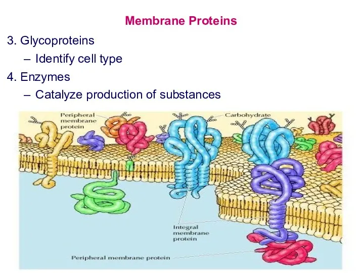 Membrane Proteins 3. Glycoproteins Identify cell type 4. Enzymes Catalyze production of substances