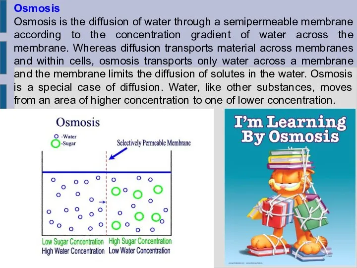 Osmosis Osmosis is the diffusion of water through a semipermeable