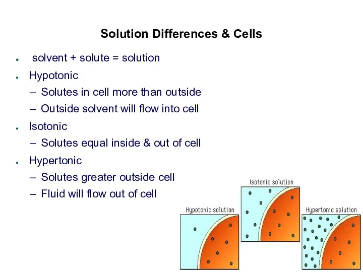 Solution Differences & Cells solvent + solute = solution Hypotonic