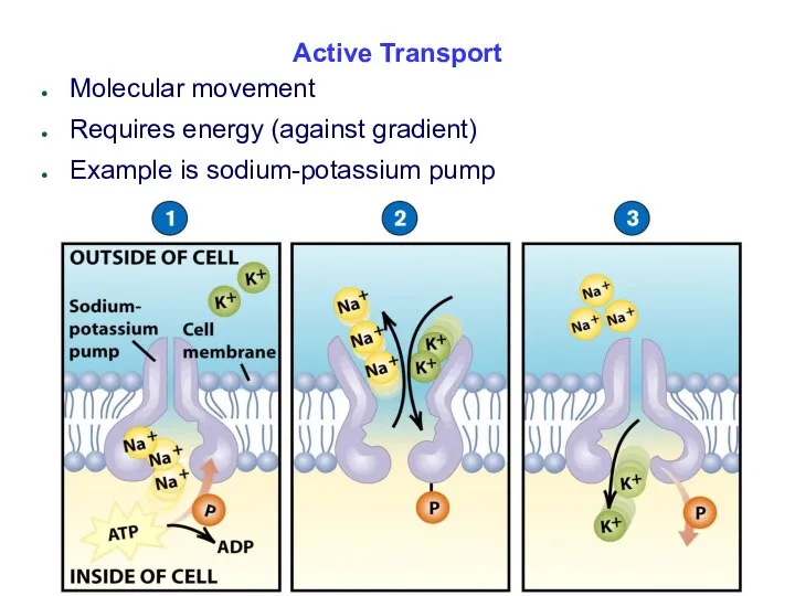 Active Transport Molecular movement Requires energy (against gradient) Example is sodium-potassium pump
