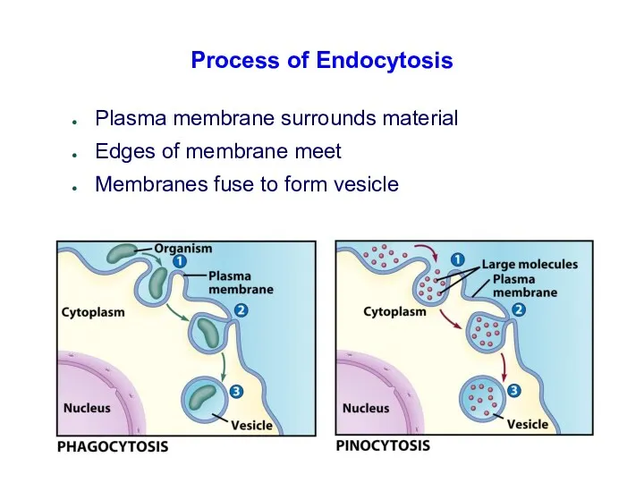 Process of Endocytosis Plasma membrane surrounds material Edges of membrane meet Membranes fuse to form vesicle