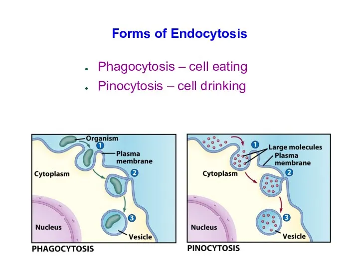Forms of Endocytosis Phagocytosis – cell eating Pinocytosis – cell drinking