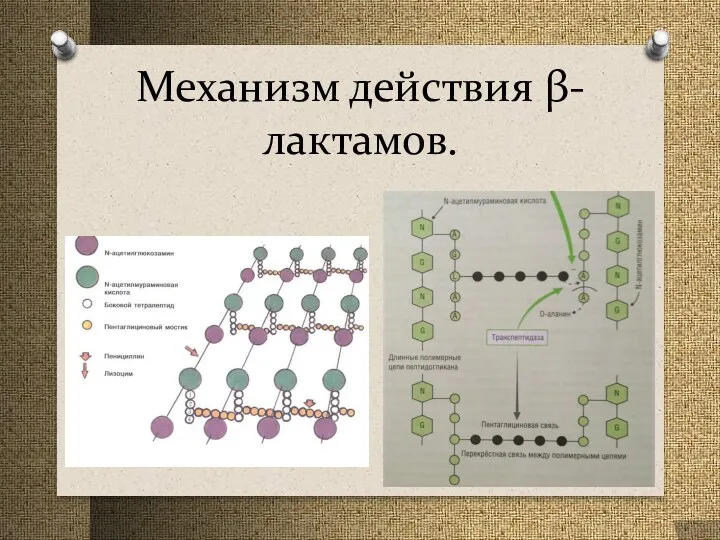 Механизм действия β-лактамов.