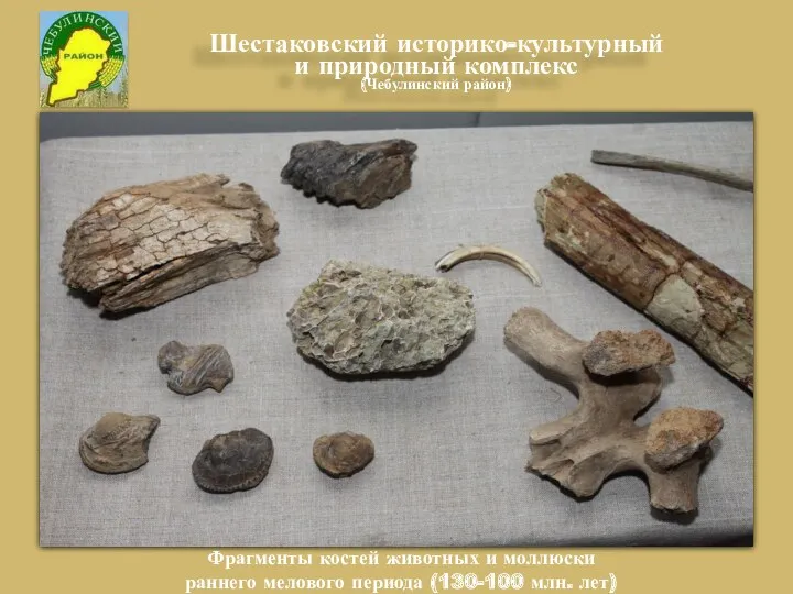 Фрагменты костей животных и моллюски раннего мелового периода (130-100 млн.