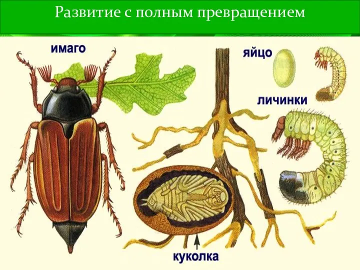 Развитие с полным превращением