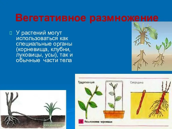 Вегетативное размножение У растений могут использоваться как специальные органы (корневища,