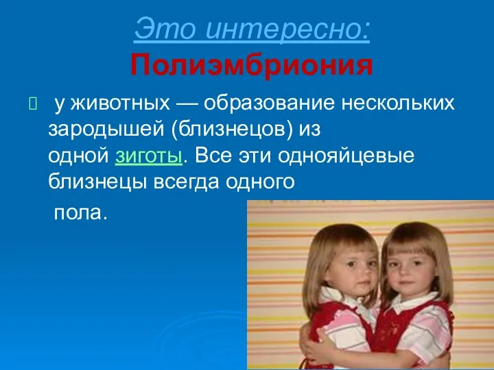 Это интересно: Полиэмбриония у животных — образование нескольких зародышей (близнецов)