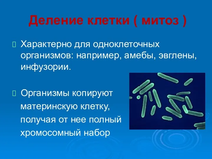 Деление клетки ( митоз ) Характерно для одноклеточных организмов: например,