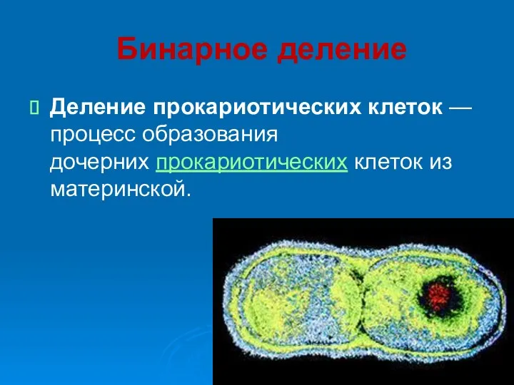 Бинарное деление Деление прокариотических клеток — процесс образования дочерних прокариотических клеток из материнской.
