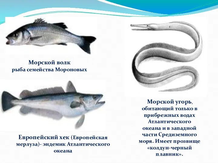 Морской волк рыба семейства Мороновых Европейский хек (Европейская мерлуза)- эндемик