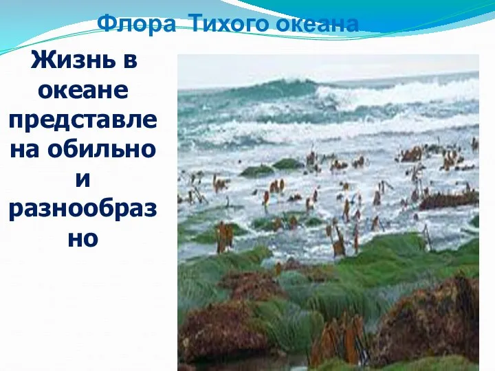 Флора Тихого океана Жизнь в океане представлена обильно и разнообразно