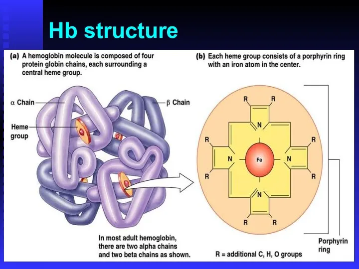 Hb structure