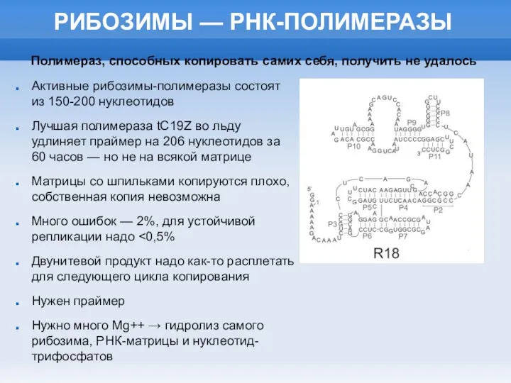 РИБОЗИМЫ — РНК-ПОЛИМЕРАЗЫ Активные рибозимы-полимеразы состоят из 150-200 нуклеотидов Лучшая полимераза tC19Z во