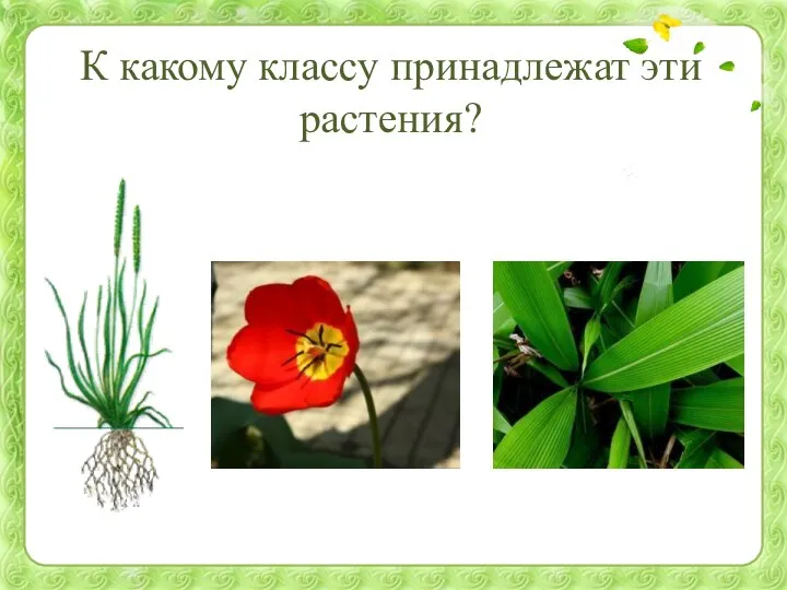 К какому классу принадлежат эти растения?