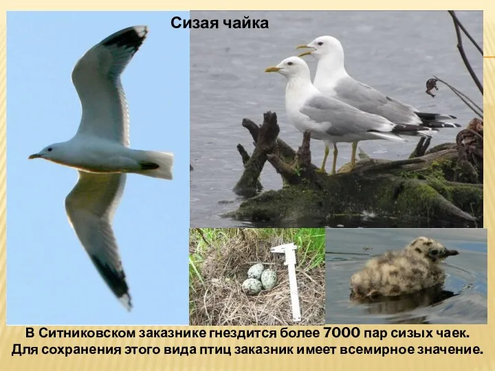 Сизая чайка В Ситниковском заказнике гнездится более 7000 пар сизых