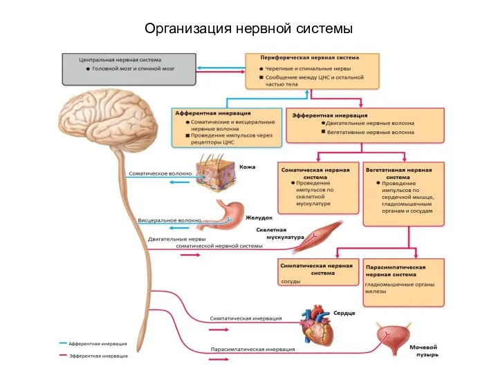 Организация нервной системы