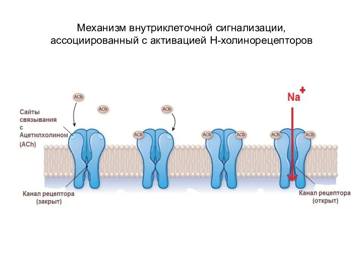 Механизм внутриклеточной сигнализации, ассоциированный с активацией Н-холинорецепторов