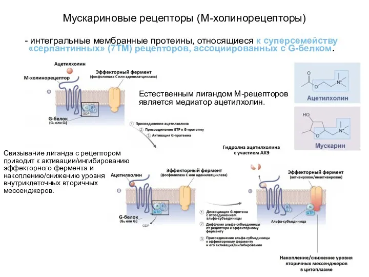 Мускариновые рецепторы (М-холинорецепторы) Естественным лигандом М-рецепторов является медиатор ацетилхолин. -