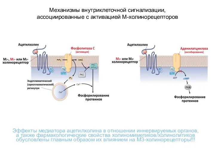 Механизмы внутриклеточной сигнализации, ассоциированные с активацией М-холинорецепторов Эффекты медиатора ацетилхолина