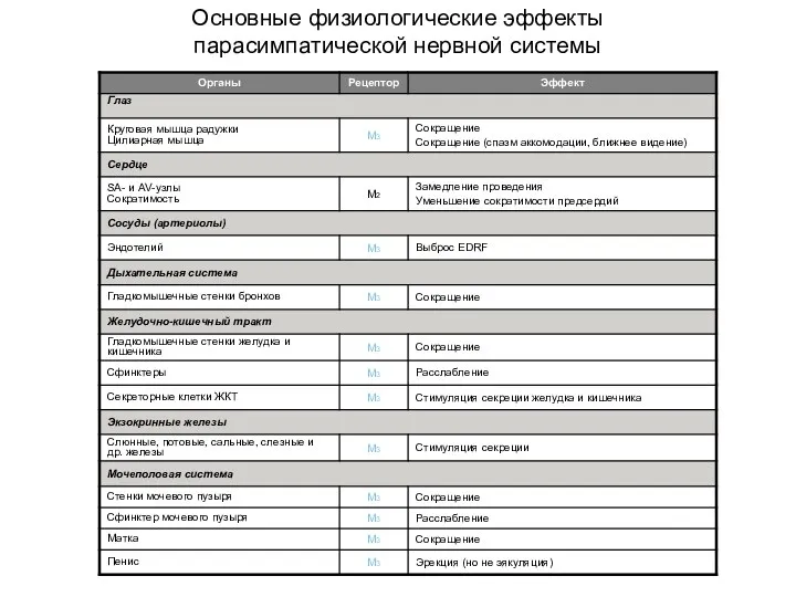 Основные физиологические эффекты парасимпатической нервной системы