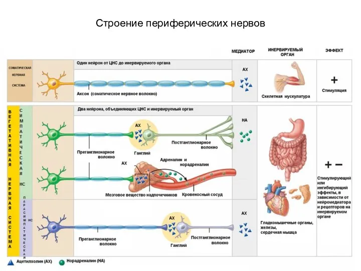 Строение периферических нервов