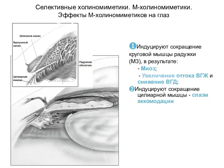 Селективные холиномиметики. М-холиномиметики. Эффекты М-холиномиметиков на глаз ❶Индуцируют сокращение круговой