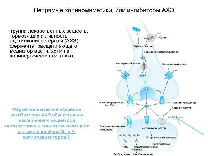 Непрямые холиномиметики, или ингибиторы АХЭ - группа лекарственных веществ, тормозящих