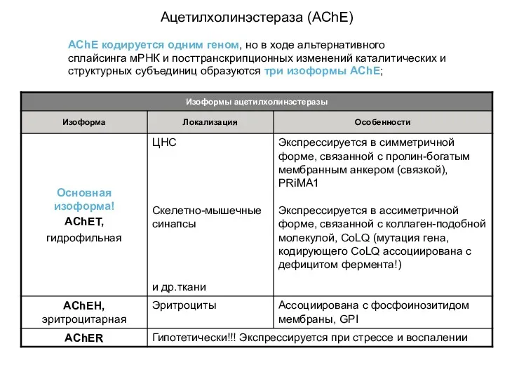 Ацетилхолинэстераза (AChE) AChE кодируется одним геном, но в ходе альтернативного