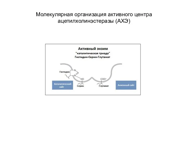 Молекулярная организация активного центра ацетилхолинэстеразы (АХЭ)