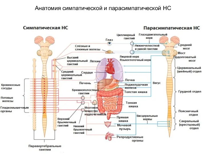 Анатомия симпатической и парасимпатической НС